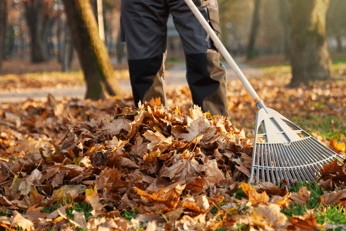 Leaf Removal in Floyds Knobs example 2