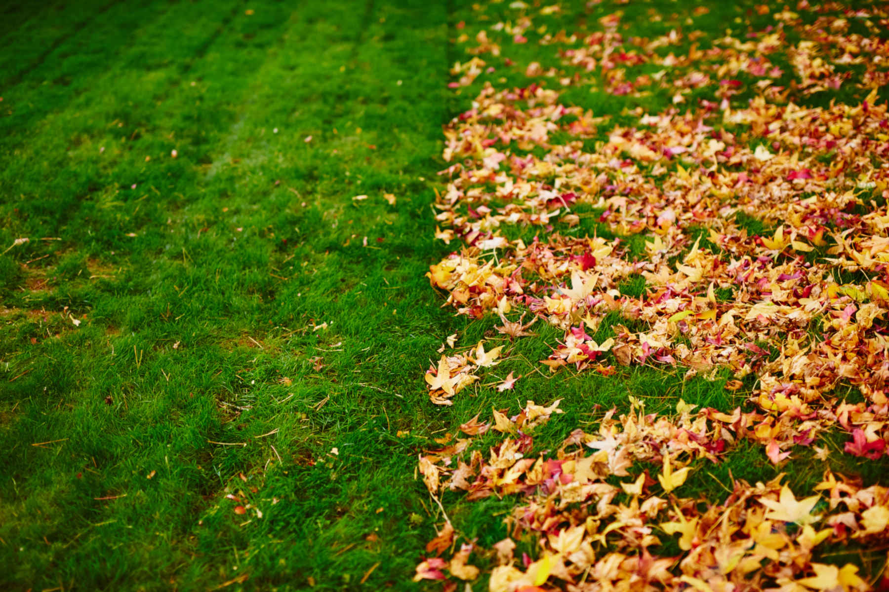 Leaf Removal in Floyds Knobs example 5