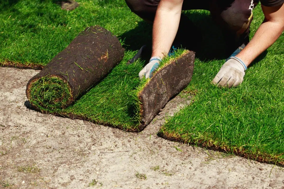 Sod Installation in Floyds Knobs example 4